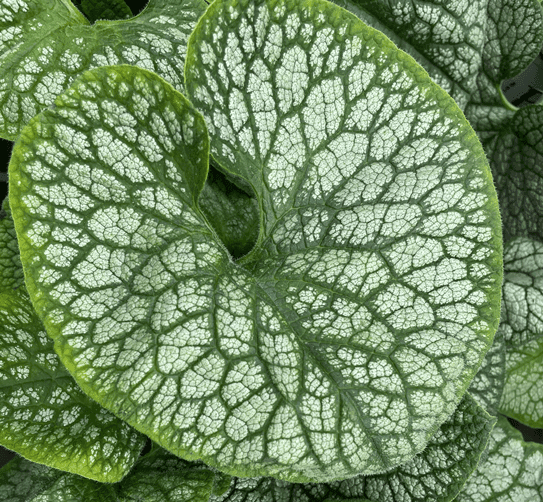 Hosta med hvite og grønne blad. Foto.