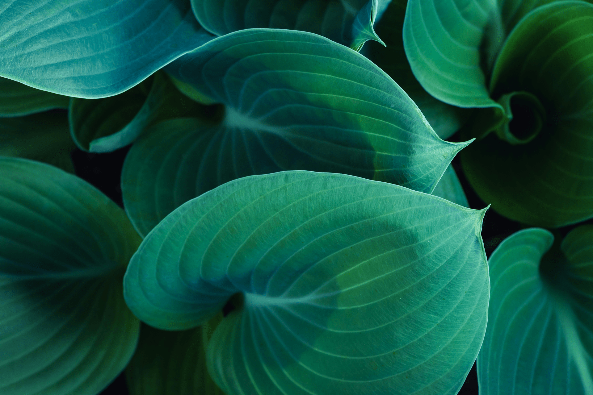 Hosta med grønne, hjerteformede blader. Foto.