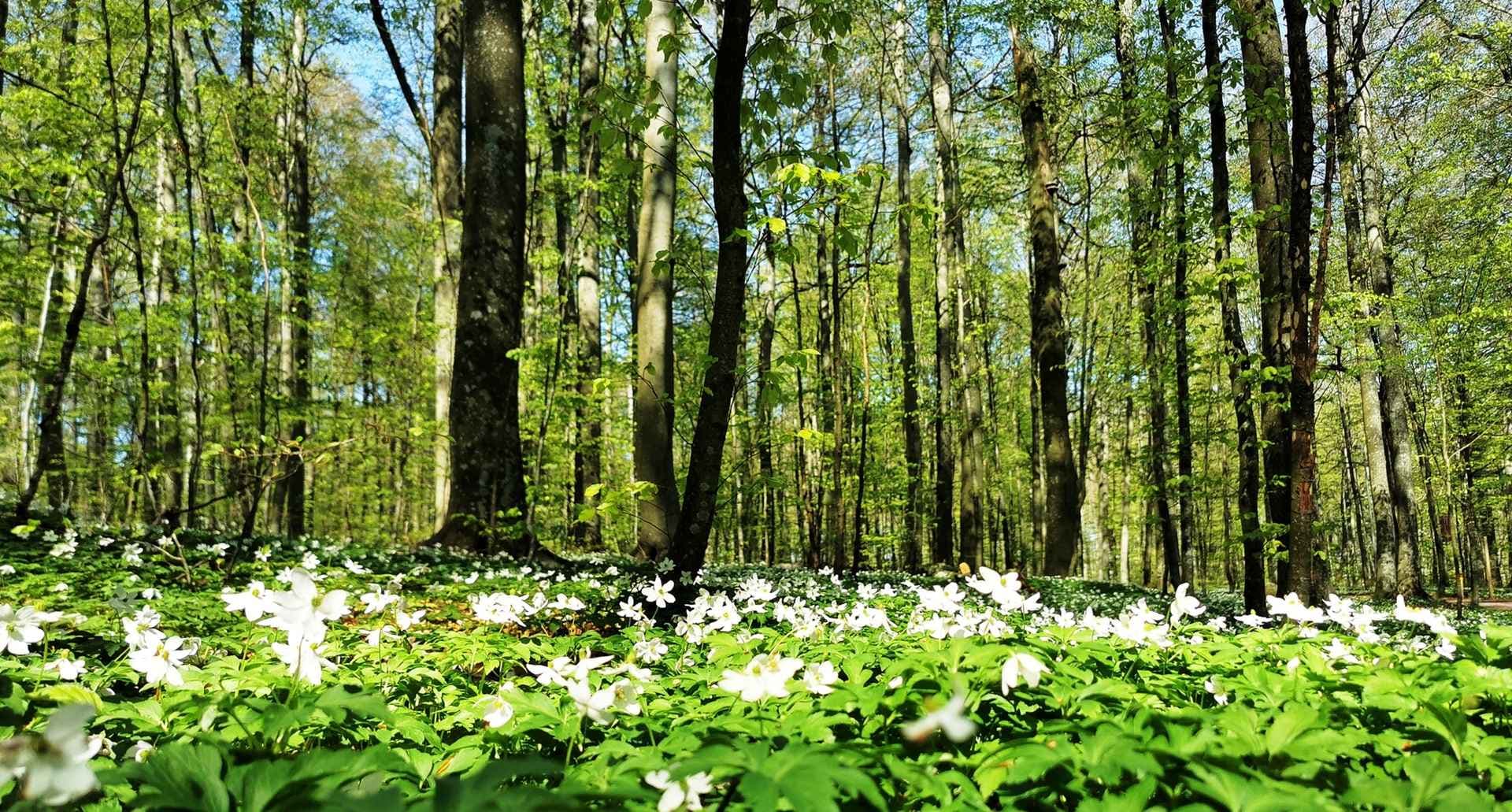 Hvitveis i bøkeskogen i Larvik. Foto. 