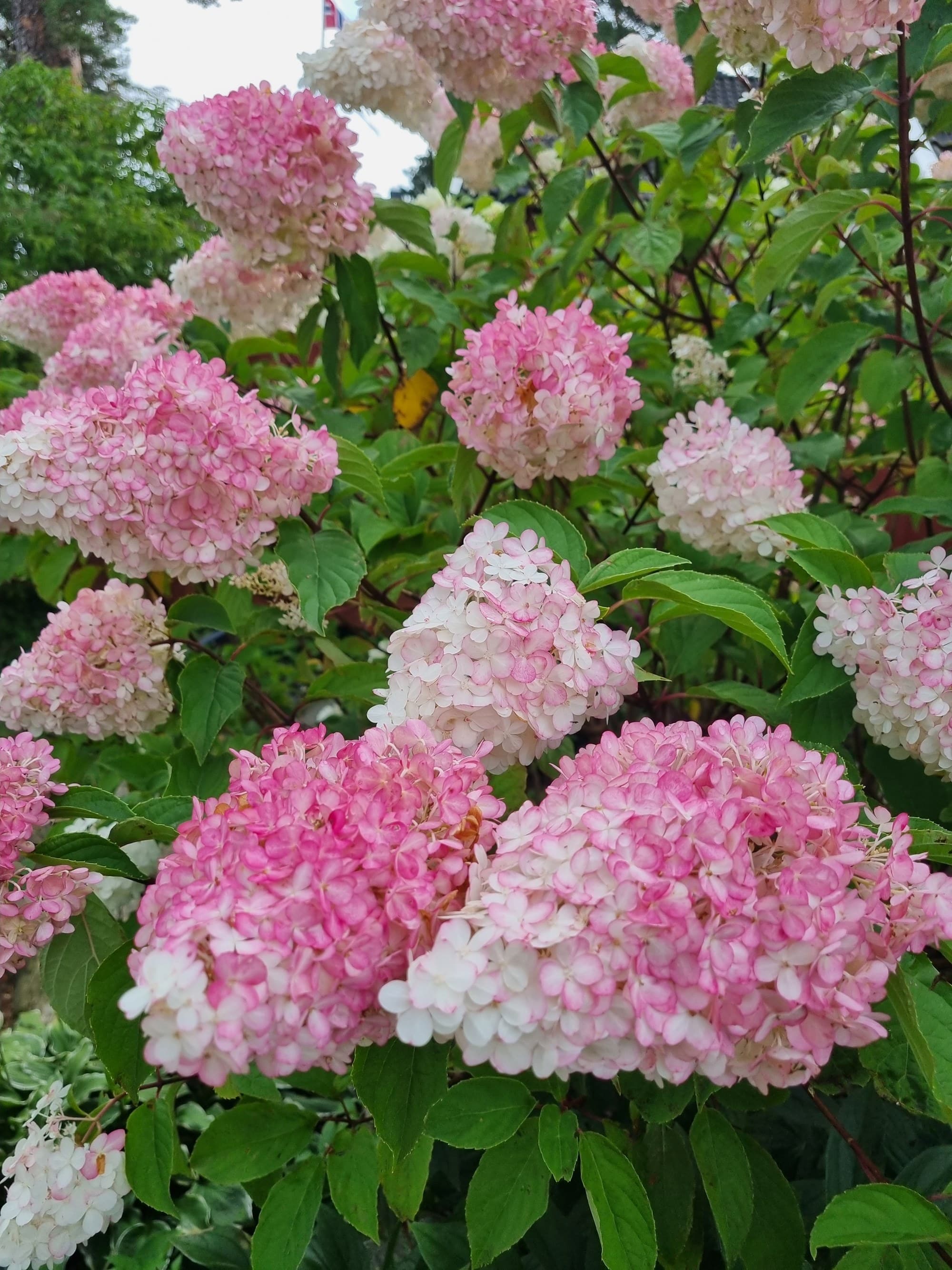 Syrinhortensia i rosa og hvit. Foto.