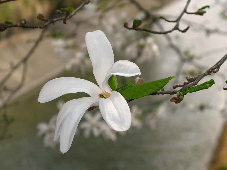 Kobus magnolia eller japansk magnolia. Foto. 